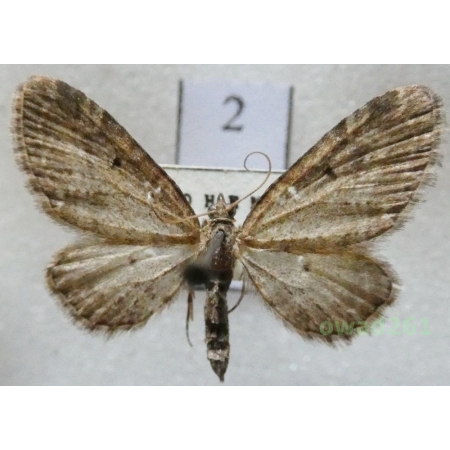 Eupithecia vulgata (Haworth, 1809) Czech2